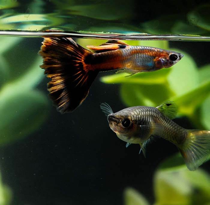 Enchanting World of Guppies at The Fish Container