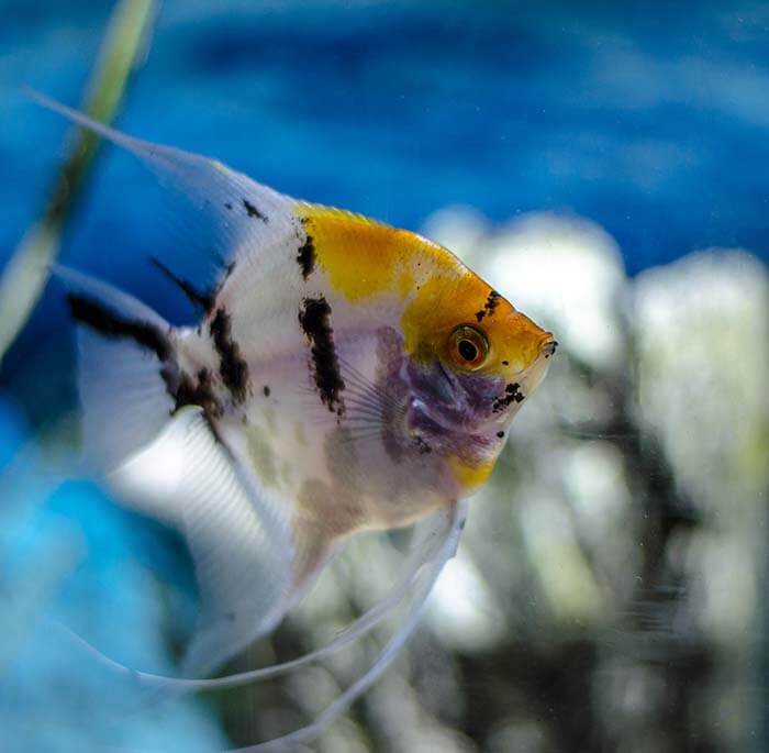 Unveiling the Majesty of Angelfish at The Fish Container