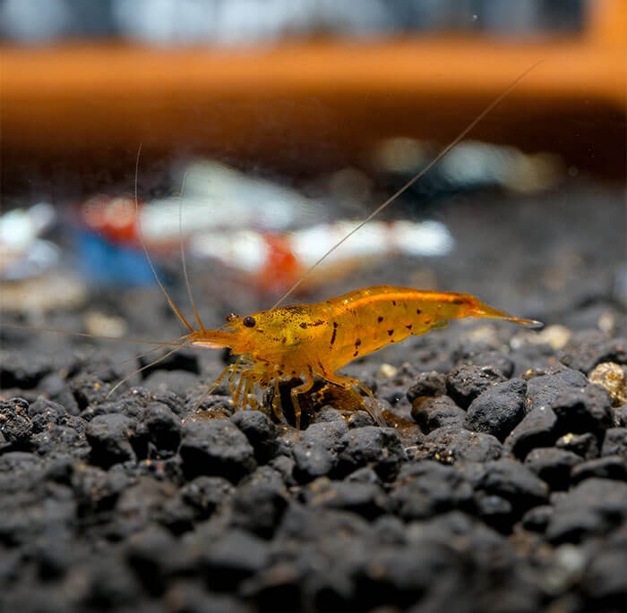 New Arrivals at Our Freshwater Fish Store!