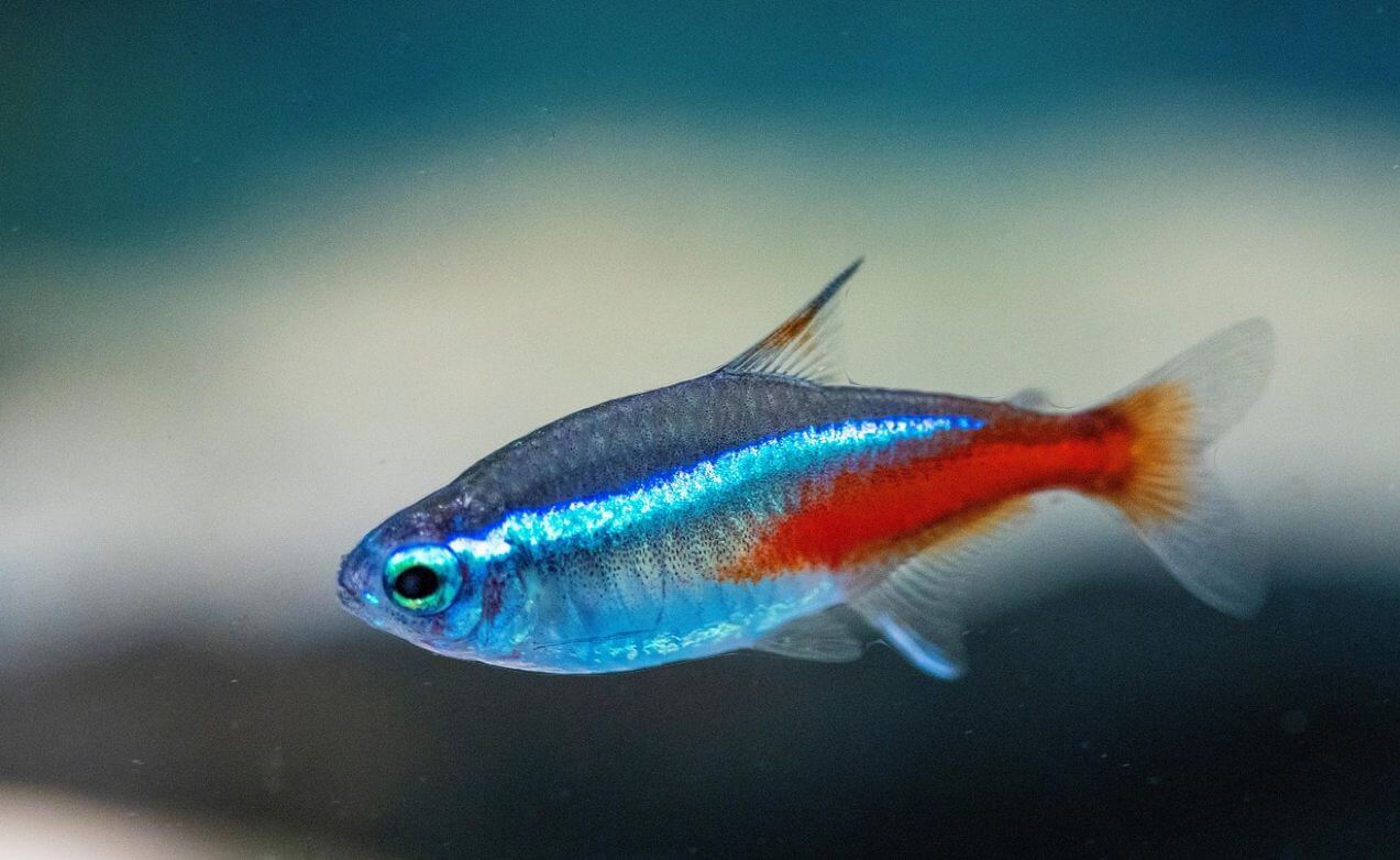 Tetras in Scotland – Explore with The Fish Container